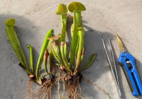 Dividing Sarracenia