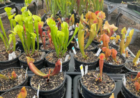 Sarracenia Cold Dormancy