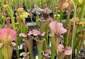 Sarracenia Potting and Repotting