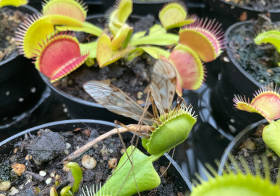 Venus Flytraps: A Complete Guide to Care and Cultivation
