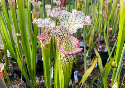Sarracenia leucophylla hybrids
