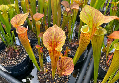 Sarracenia oreophila hybrids