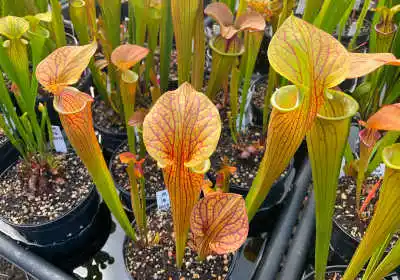 Sarracenia oreophila hybrids