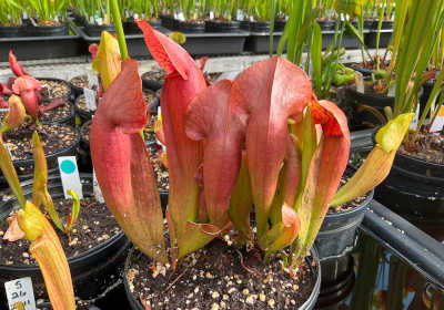 Sarracenia purpurea hybrids