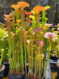Sarracenia Flava x Sarracenia Leucophylla