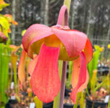 Sarracenia 'Doreens Collossus' x Sarracenia flava, flower