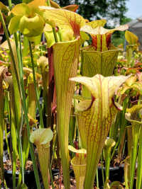 Sarracenia Flava x Sarracenia Leucophylla