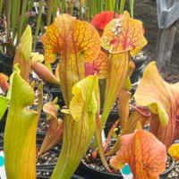 Sarracenia purpurea hybrids