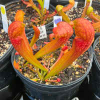 Sarracenia 'Godzuki' x Sarracenia psittacina
