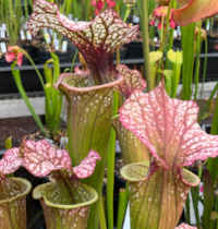 (S. leucophylla x S. oreophila) x (S. leucophylla x S. flava cuprea)