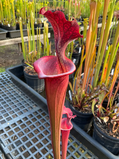 Sarracenia leucophylla x Sarracenia rubricorpora