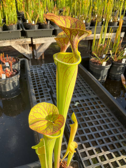 Sarracenia oreophila x Sarracenia flava