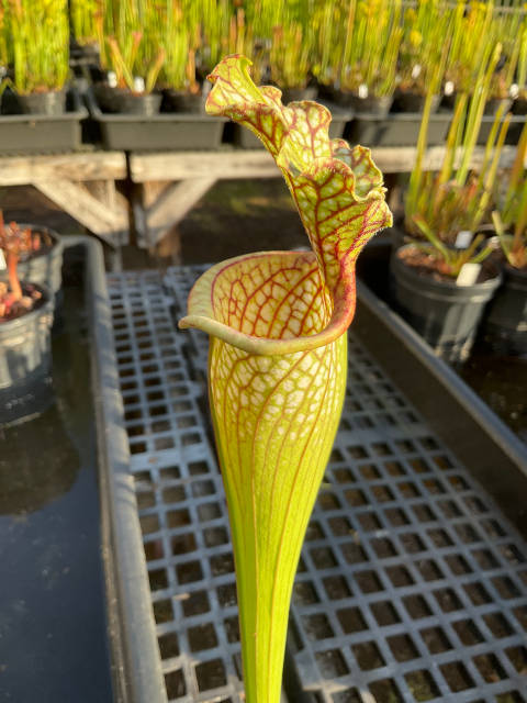 Sarracenia 'Blood Moon' x Sarracenia 'Hurricane Creek White'