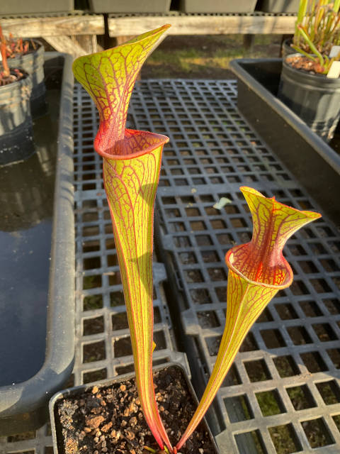 Sarracenia Hybrid #33