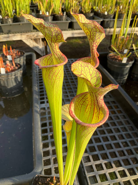 Sarracenia hybrid #06-5