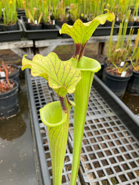 Sarracenia 'Adrian Slack' x (S. alata x S. oreophila)
