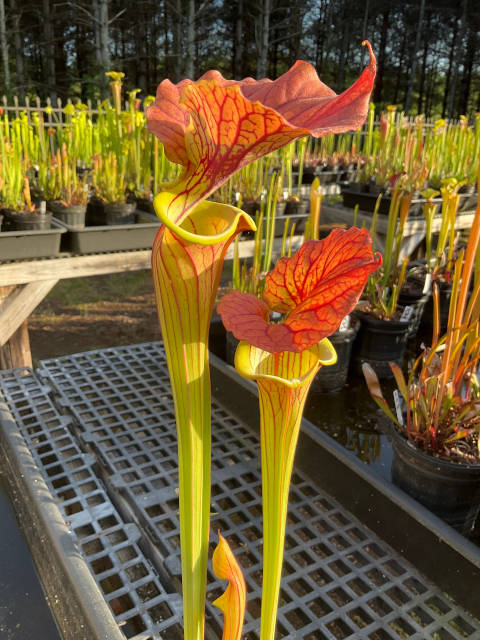 Sarracenia 'Chocolate Top' x (S. flava red x S. flava cuprea)