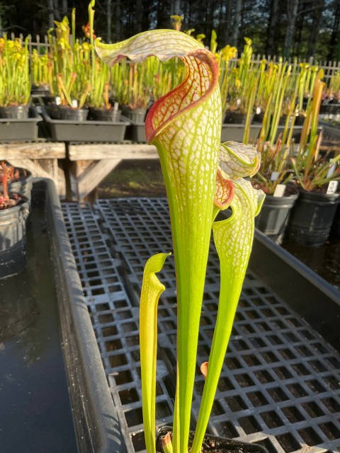 (S. 'Doreen's Collossus' x S. leucophylla) x (S. leucophylla x S. minor)