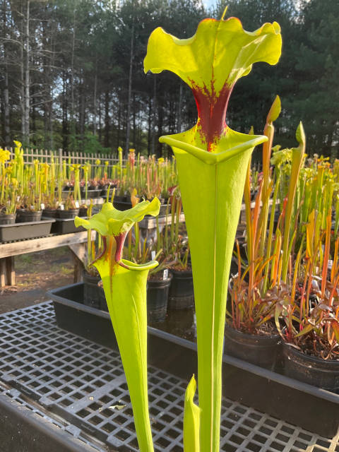 Sarracenia flava hybrid
