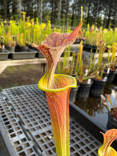 Sarracenia flava cuprea x Sarracenia flava rubricorpora