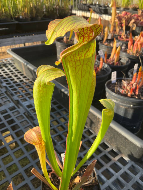 Sarracenia 'Godzuki' x (S. leucophylla x S. minor)