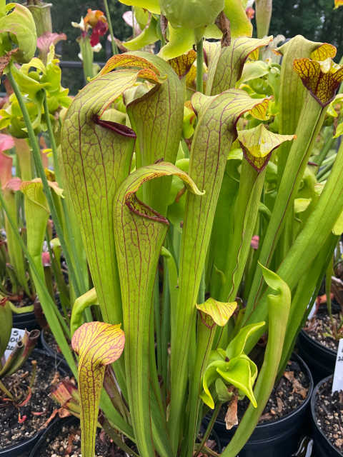 Sarracenia 'Godzuki' x (S. leucophylla x S. minor)