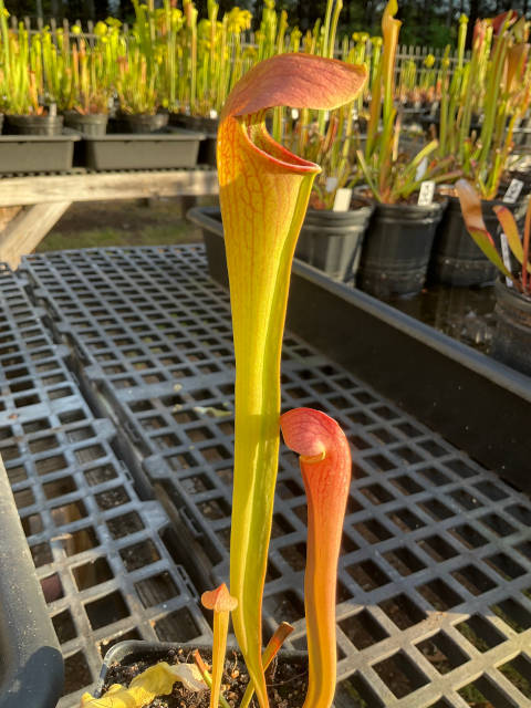 Sarracenia 'Godzuki' x (S. leucophylla x S. minor) RED LID