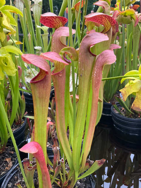 Sarracenia 'Godzuki' x (S. leucophylla x S. minor) RED LID