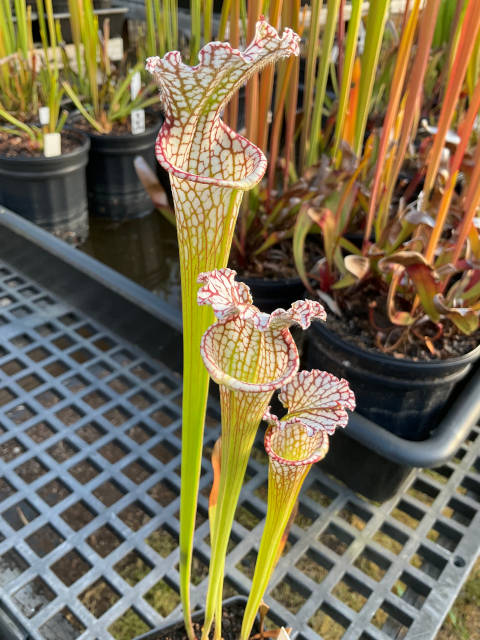 Sarracenia leucophylla red