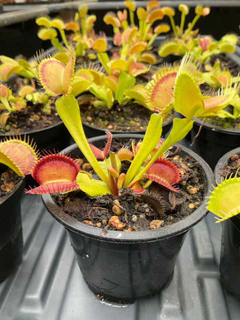Venus flytrap, Typical