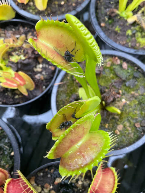 Venus flytrap, Typical