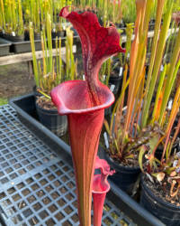 Sarracenia leucophylla x Sarracenia rubricorpora