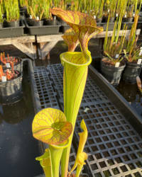 Sarracenia oreophila x Sarracenia flava
