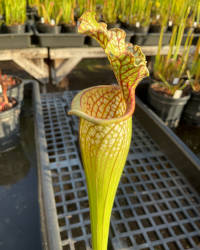 Sarracenia 'Blood Moon' x Sarracenia 'Hurricane Creek White'