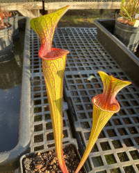 Sarracenia Hybrid #33