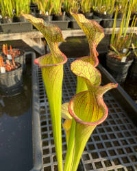 Sarracenia hybrid #06-5