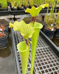 Sarracenia 'Adrian Slack' x (S. alata x S. oreophila)