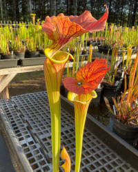 Sarracenia 'Chocolate Top' x (S. flava red x S. flava cuprea)