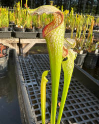 (S. 'Doreen's Collossus' x S. leucophylla) x (S. leucophylla x S. minor)