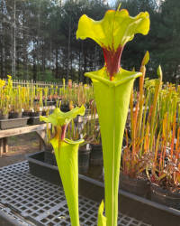 Sarracenia flava hybrid