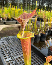 Sarracenia flava cuprea x Sarracenia flava rubricorpora