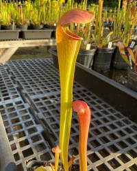 Sarracenia 'Godzuki' x (S. leucophylla x S. minor) RED LID