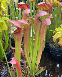 Sarracenia 'Godzuki' x (S. leucophylla x S. minor) RED LID