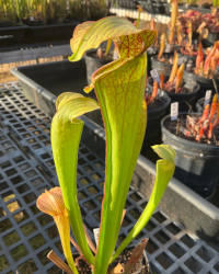 Sarracenia 'Godzuki' x (S. leucophylla x S. minor)