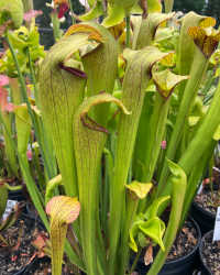 Sarracenia 'Godzuki' x (S. leucophylla x S. minor)