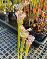 Sarracenia leucophylla red