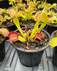 Venus flytrap, Typical