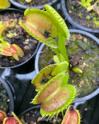 Venus flytrap, Typical