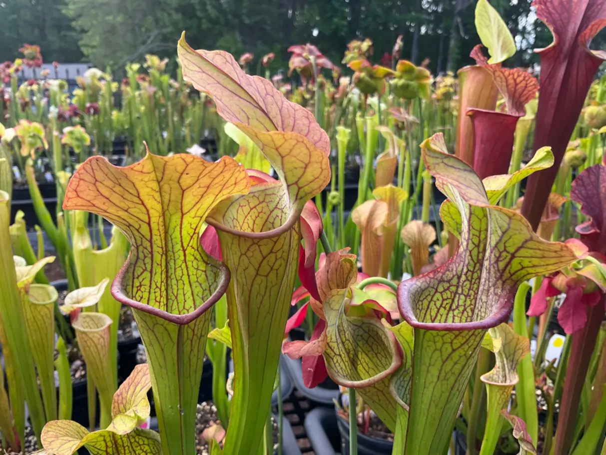 Sarracenia pitcher plants