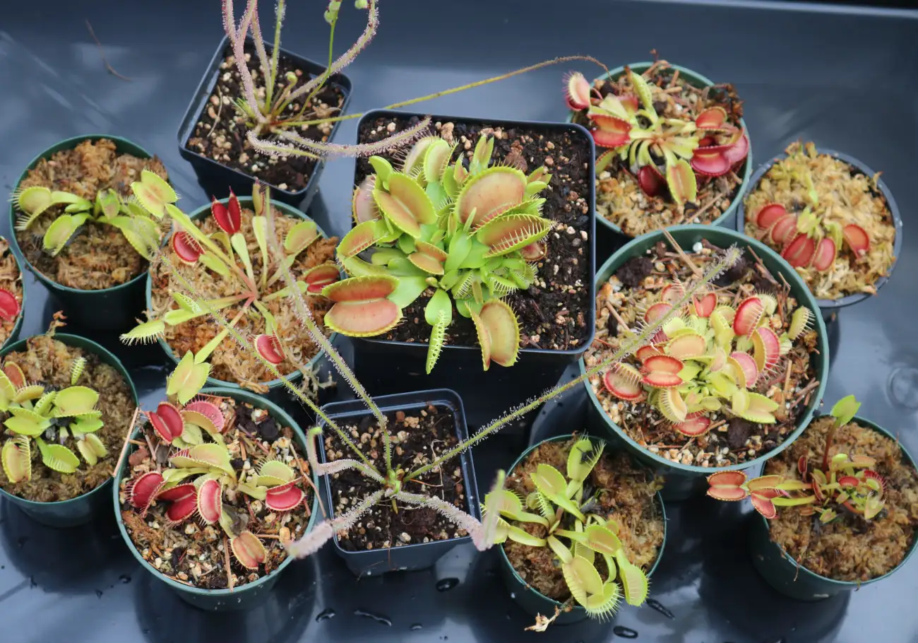 Venus flytraps